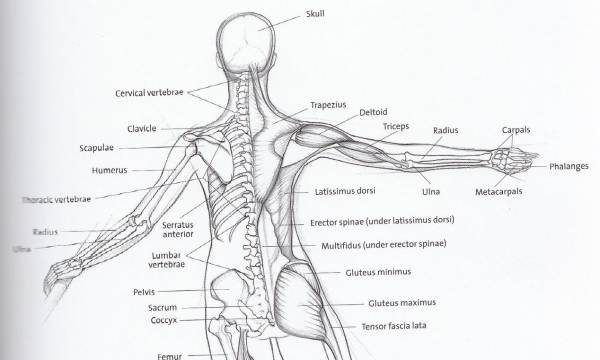 Formazione iDA: Dance anatomy